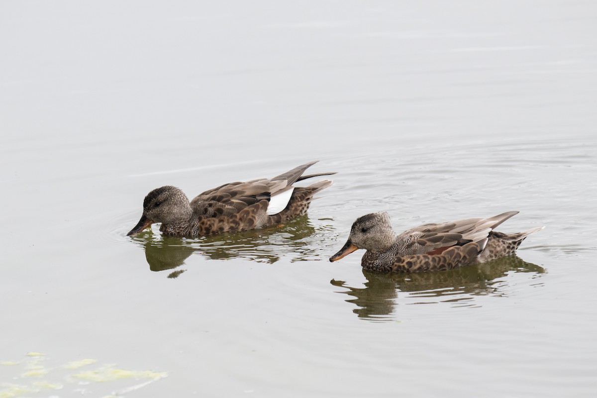 Gadwall - Emily Turteltaub Nelson