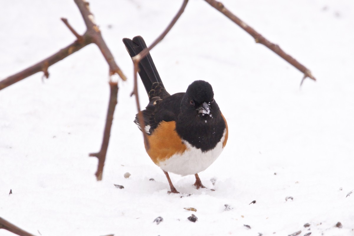 Eastern Towhee - ML46768271