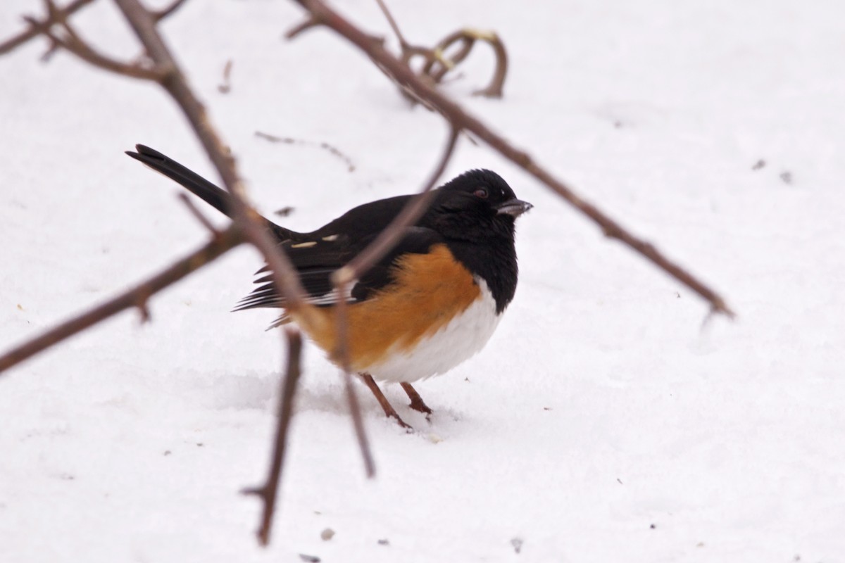 Eastern Towhee - ML46768291