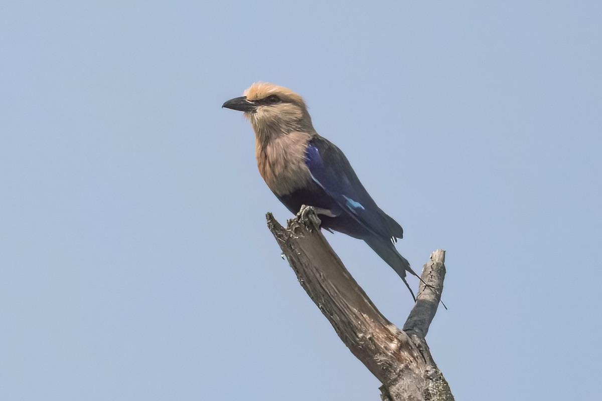 Blue-bellied Roller - ML467682941