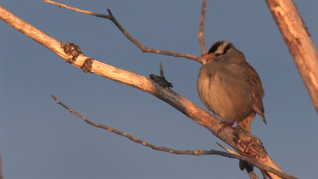 White-crowned Sparrow - ML467683