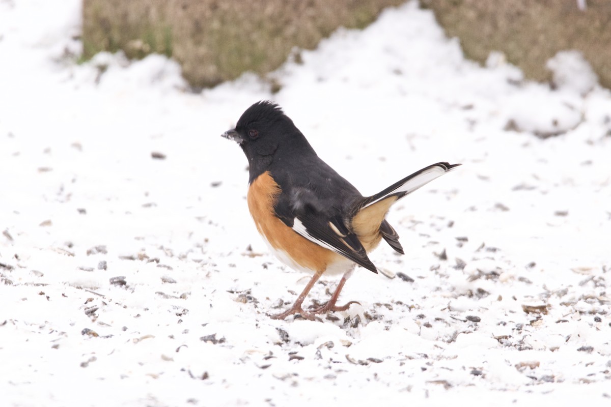 Eastern Towhee - Ian Jarvie