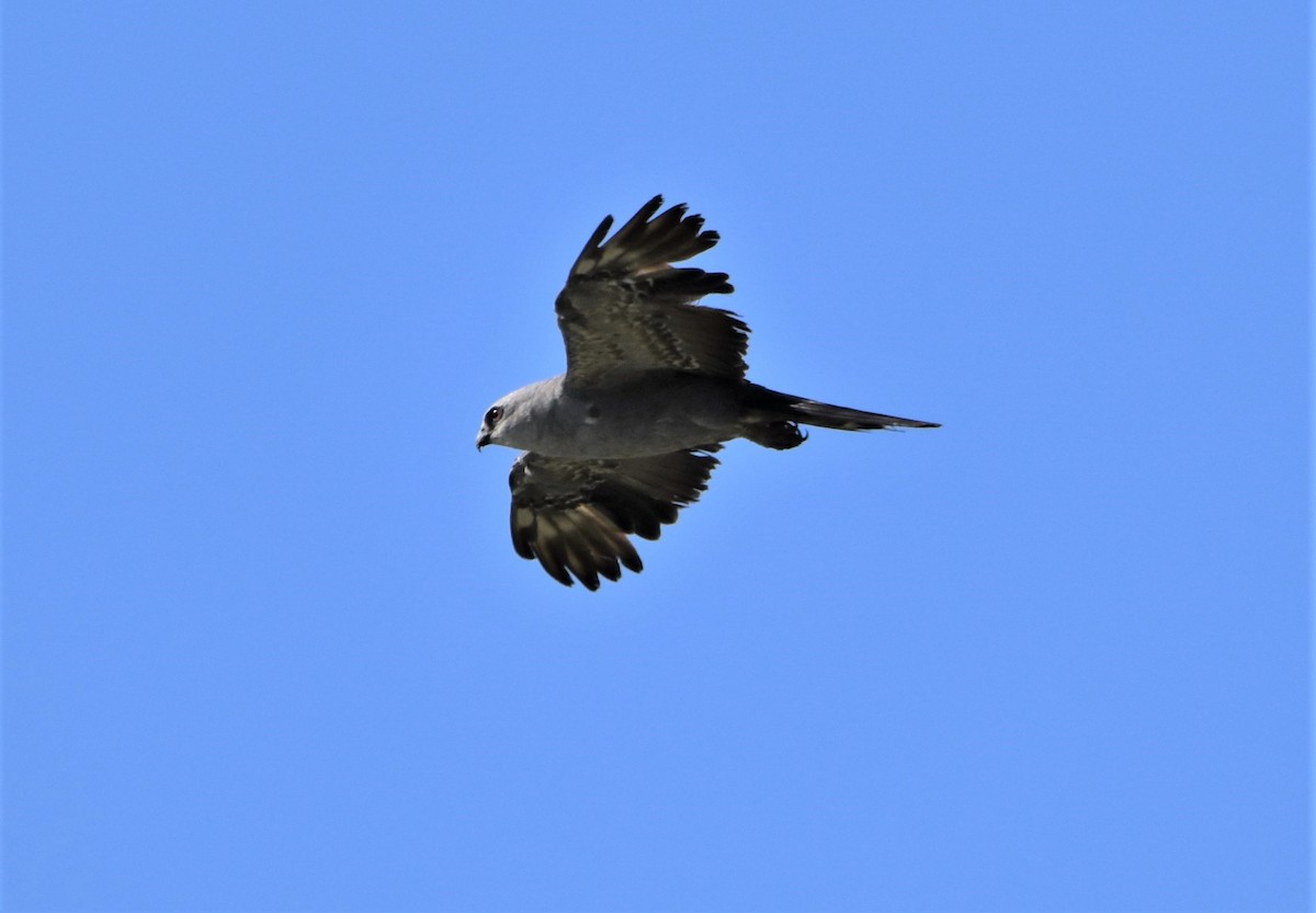 Mississippi Kite - ML467683441