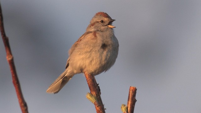 American Tree Sparrow - ML467685