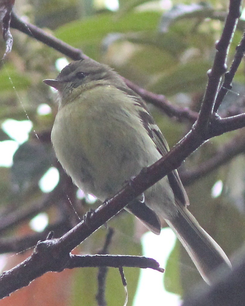 Greenish Tyrannulet - ML46768531