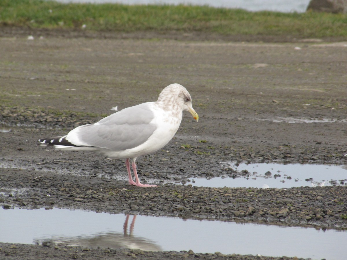 Herring/Iceland Gull - Adrian Hinkle