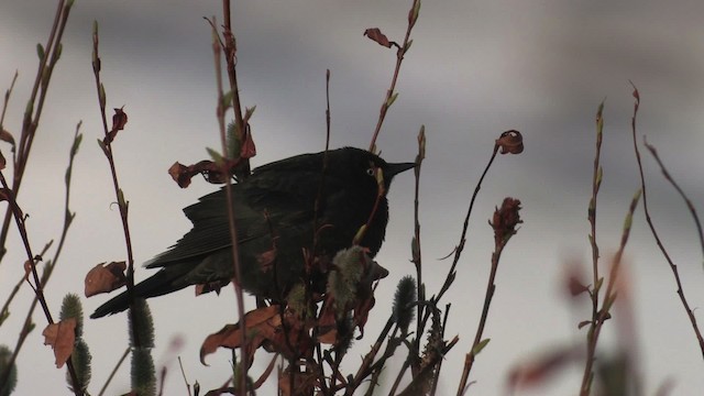 Rusty Blackbird - ML467687