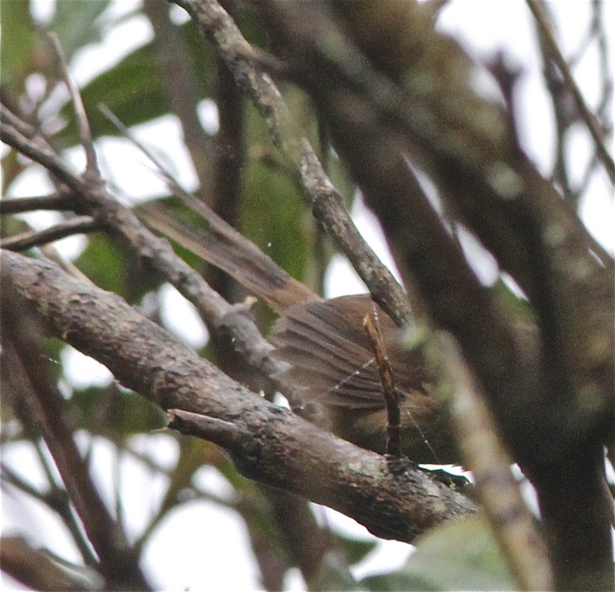 Itatiaia Spinetail - ML46768751