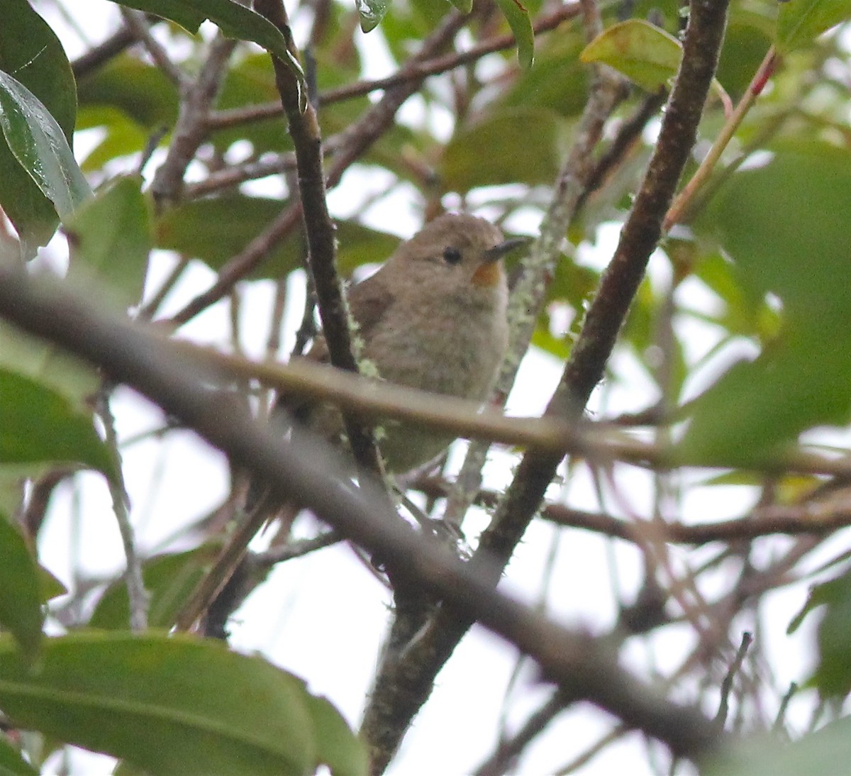 Itatiaia Spinetail - ML46768761