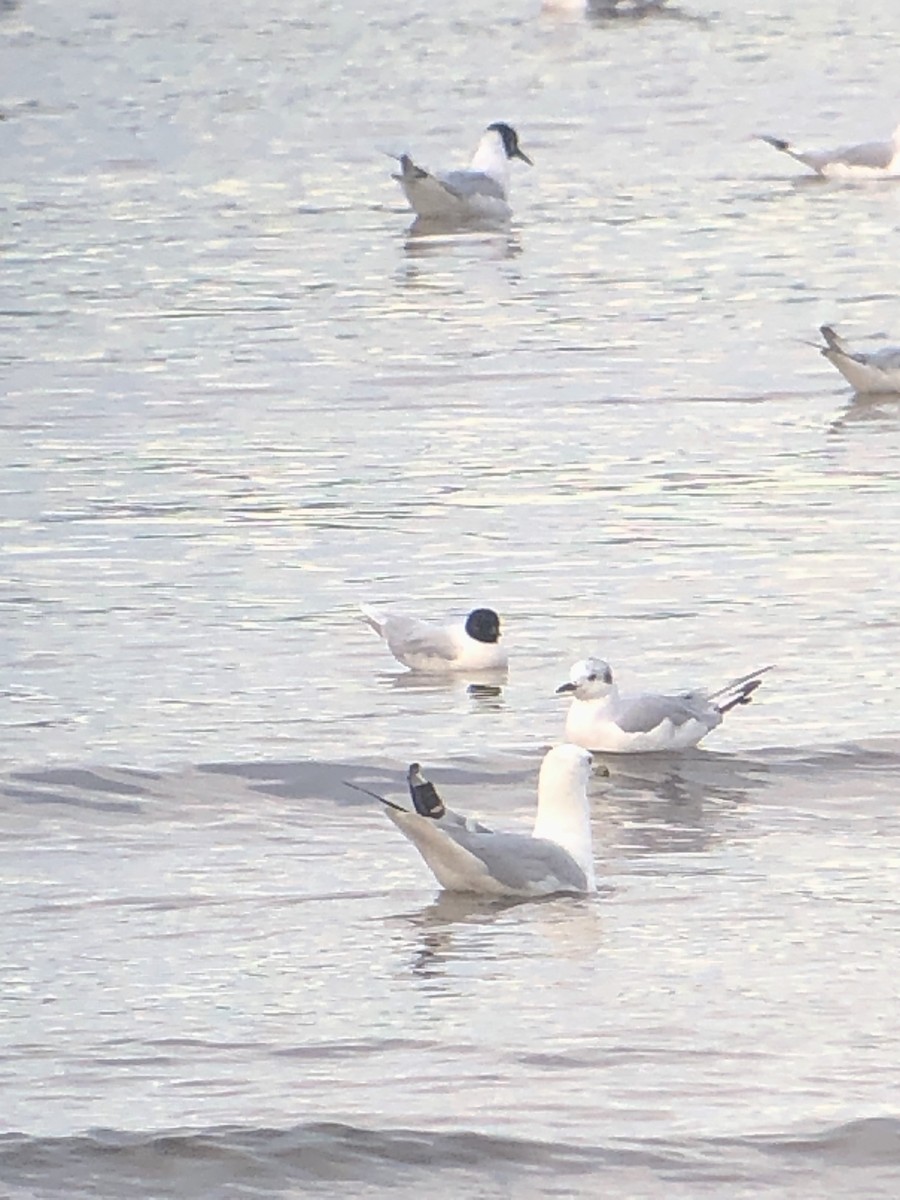 Little Gull - ML467687841