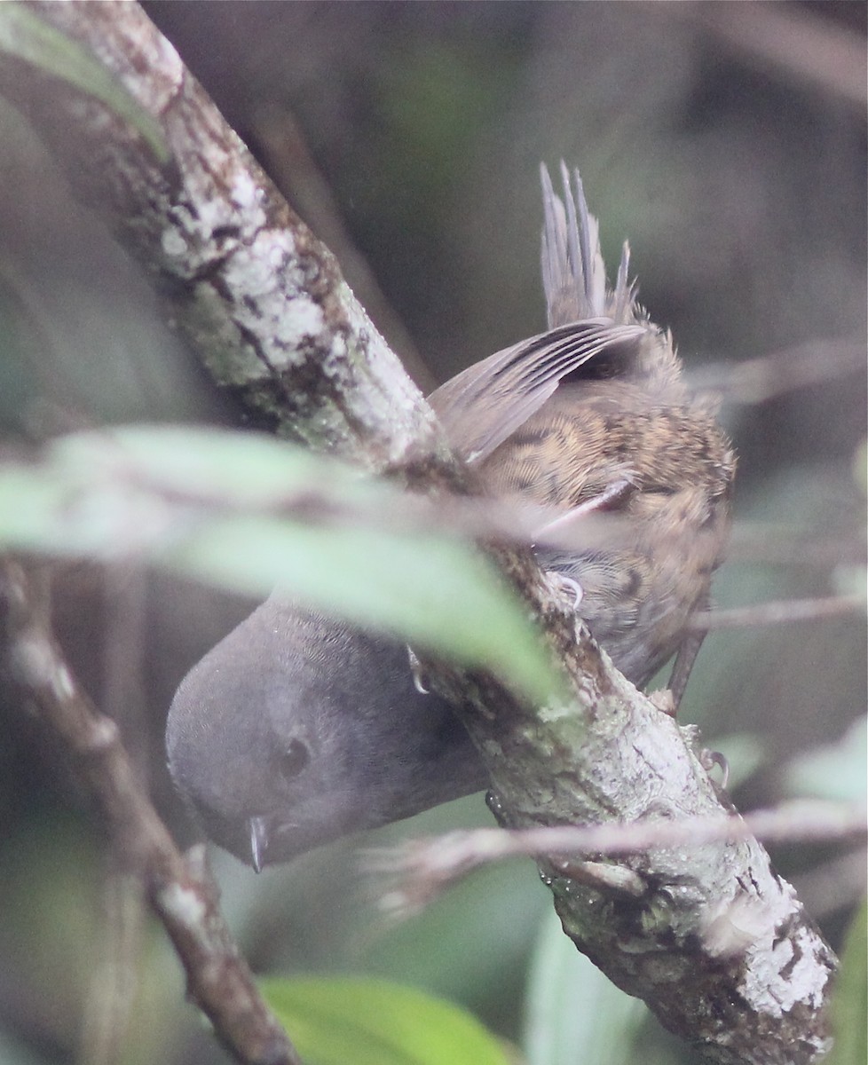 Mouse-colored Tapaculo - ML46768791