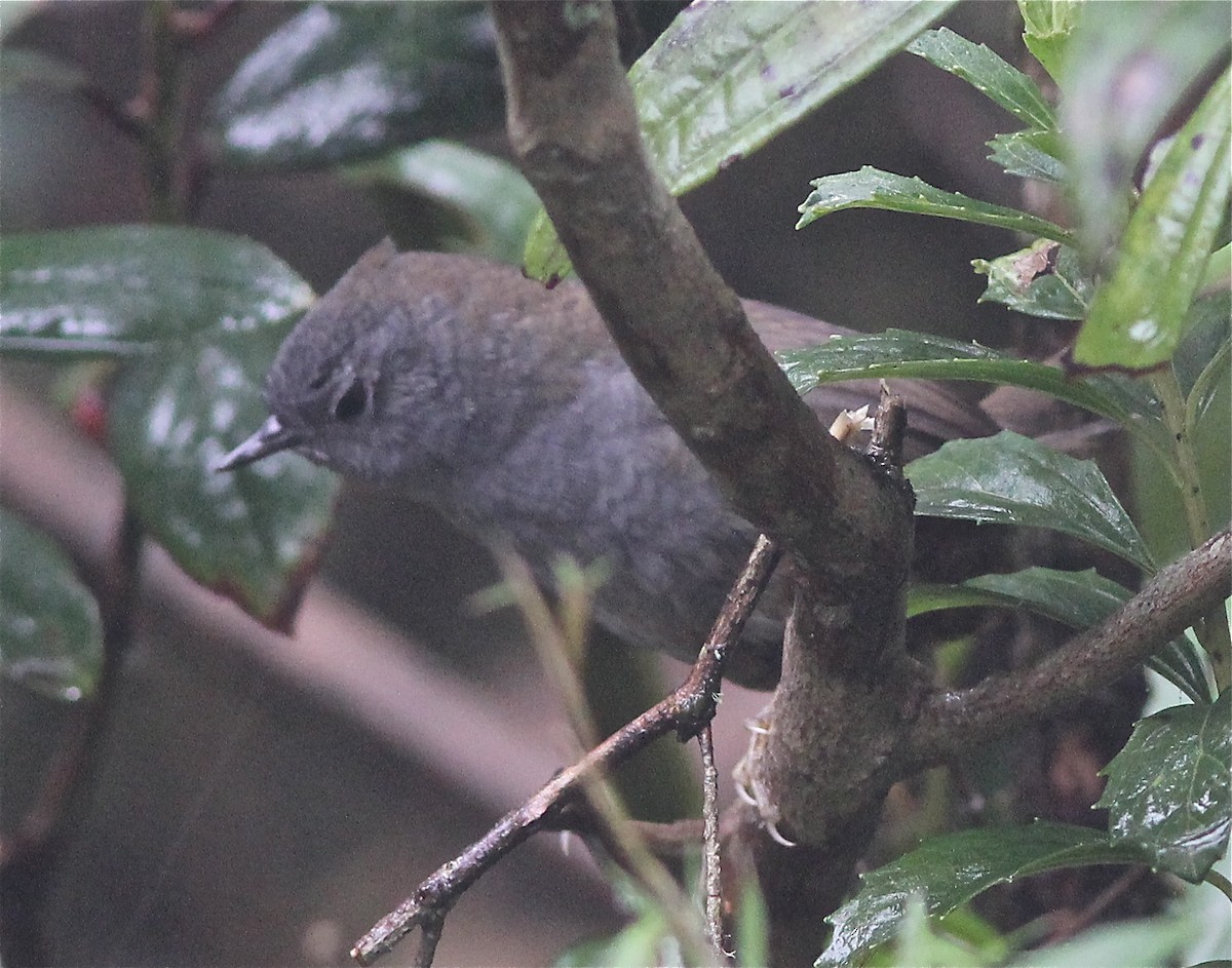 Mouse-colored Tapaculo - ML46768801