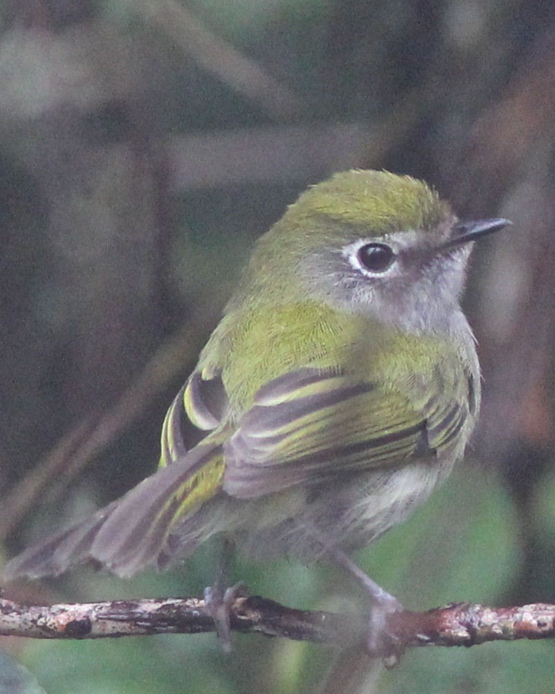 Tyranneau des Ihering - ML46768881