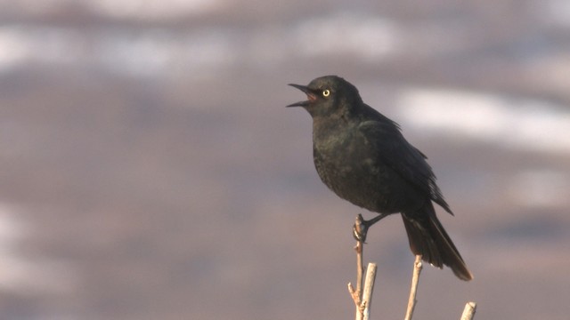 Rusty Blackbird - ML467689