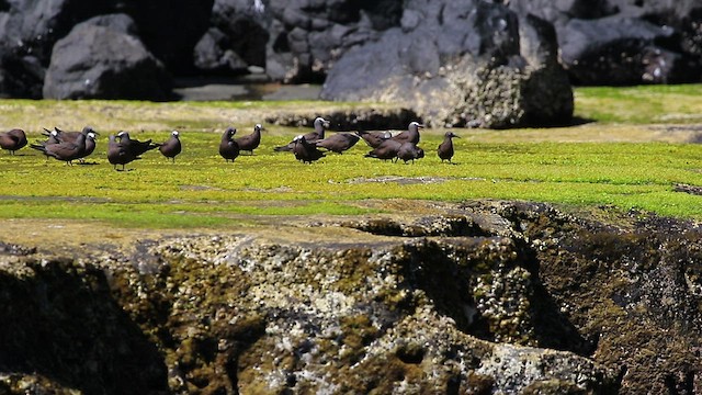 Brown Noddy - ML467689061