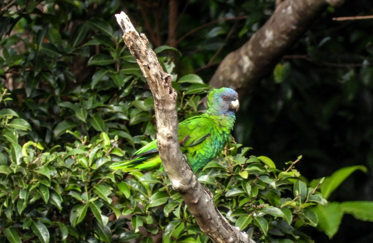 Red-necked Parrot - ML467689201