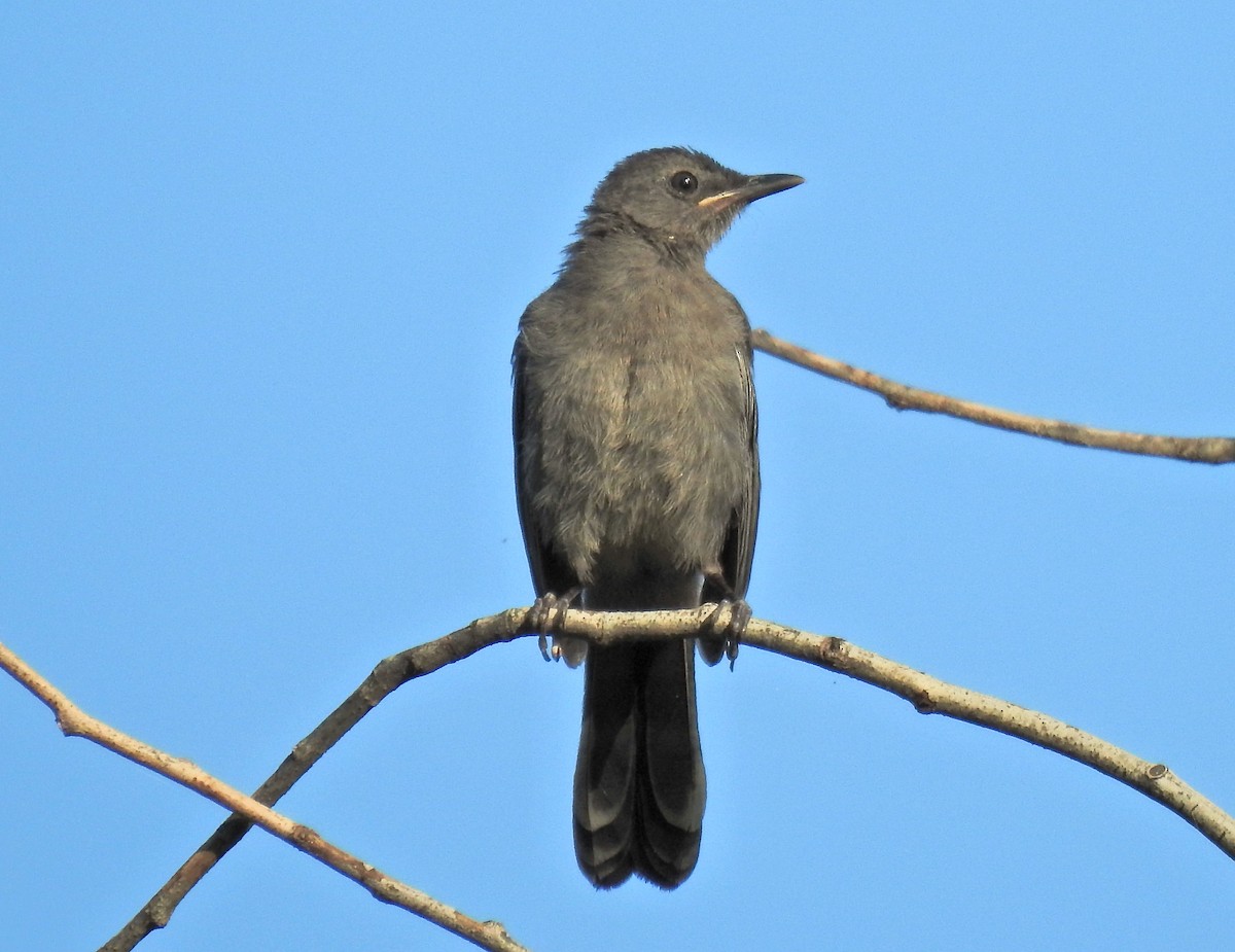 Pájaro Gato Gris - ML467690551