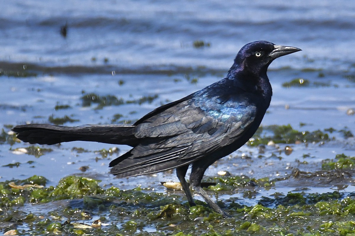Boat-tailed Grackle - ML467691871