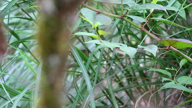 Fulvetta de Taïwan - ML467693921