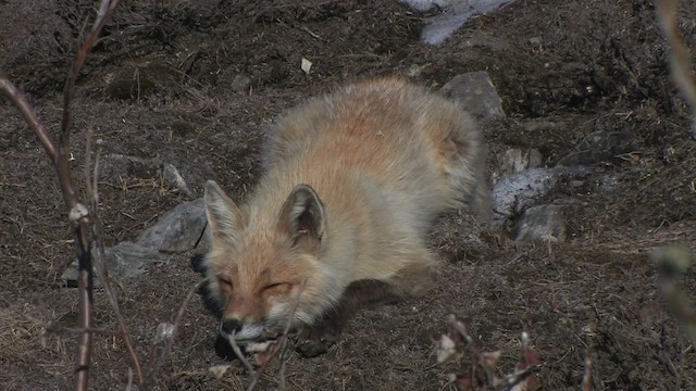 Red Fox - ML467694