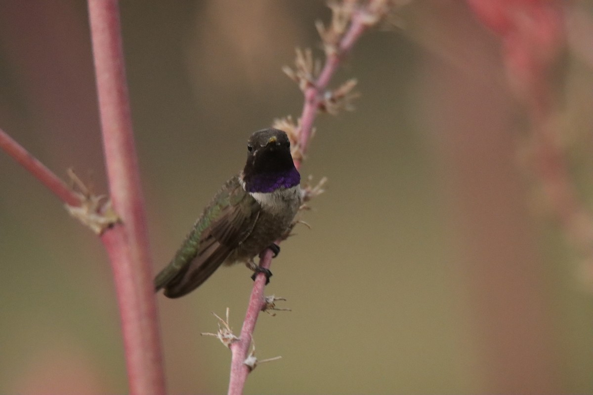 Black-chinned Hummingbird - ML467696621