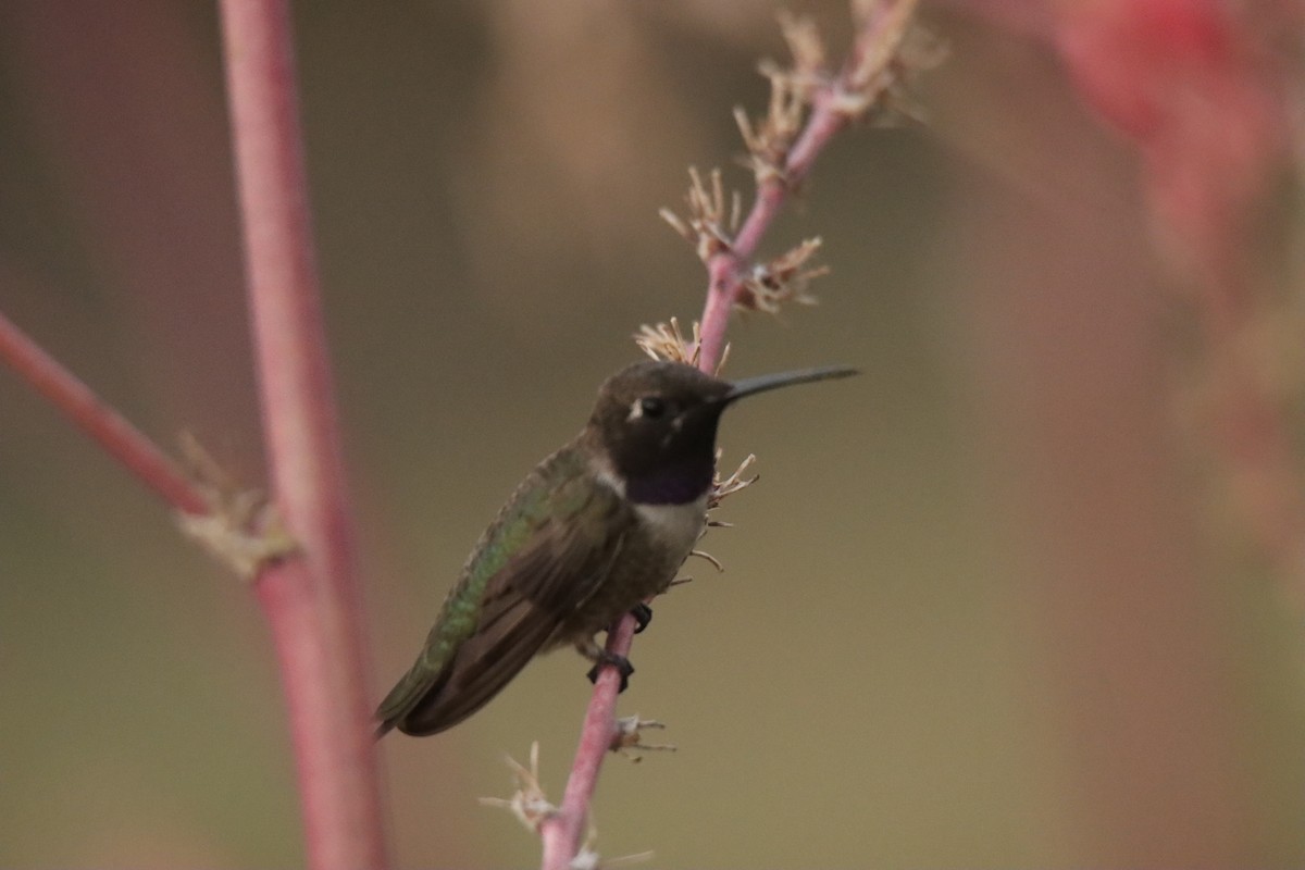 Black-chinned Hummingbird - ML467696631