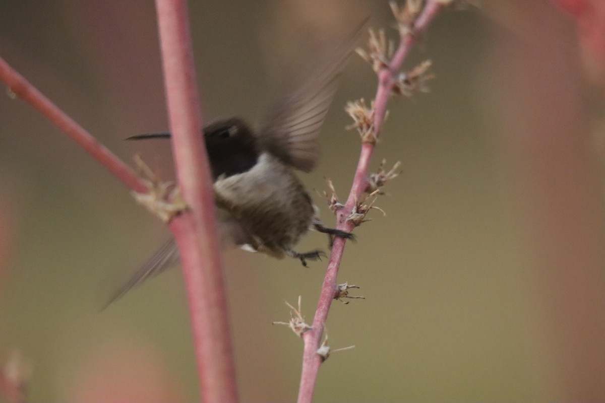 Black-chinned Hummingbird - ML467696661