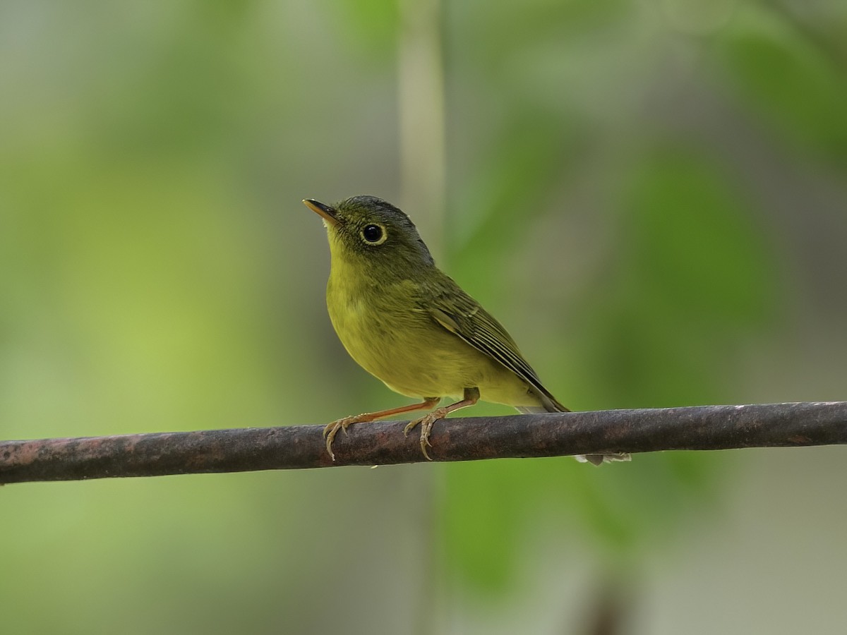Bianchi's Warbler - Karl Hu