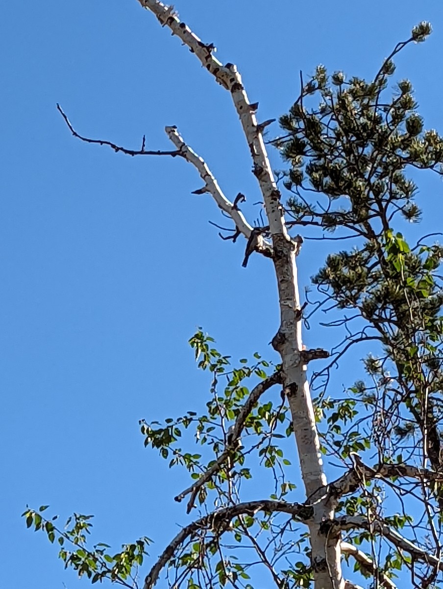 Black-capped Chickadee - ML467699031