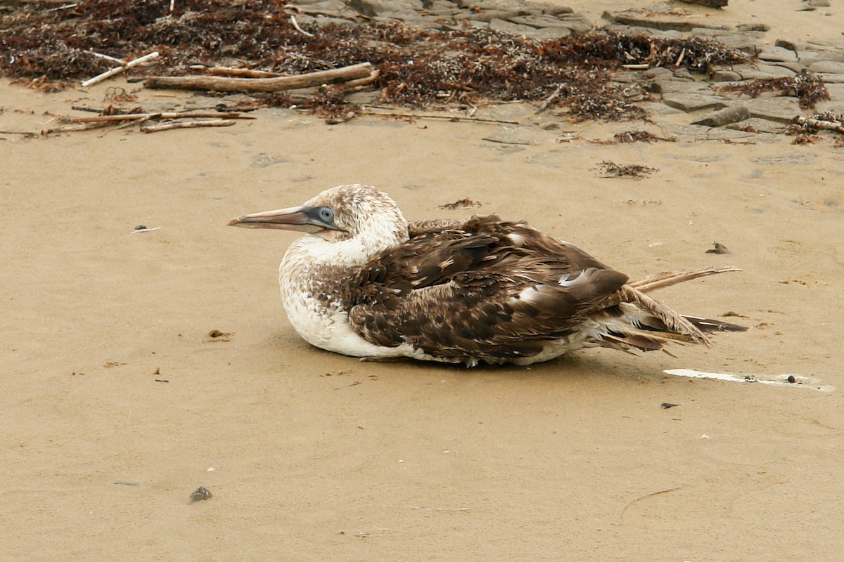 Northern Gannet - David Jeffrey Ringer