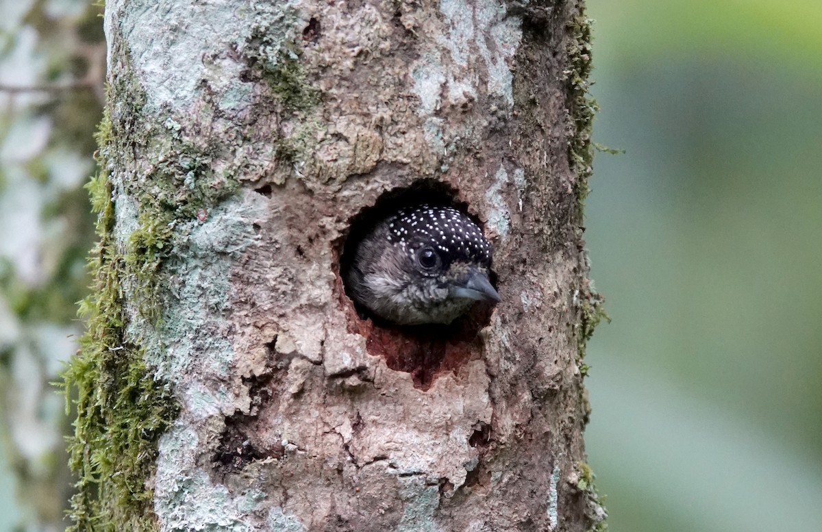 Grayish Piculet - ML467700821