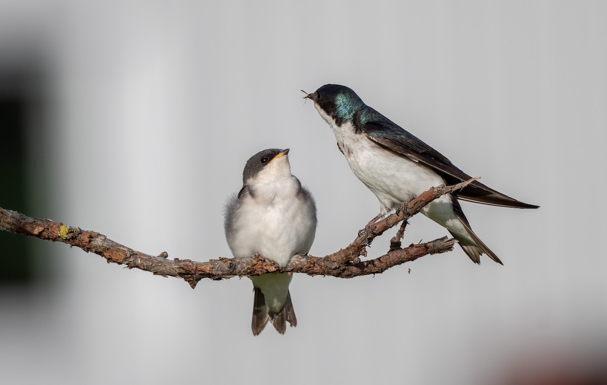 Golondrina Bicolor - ML467701261