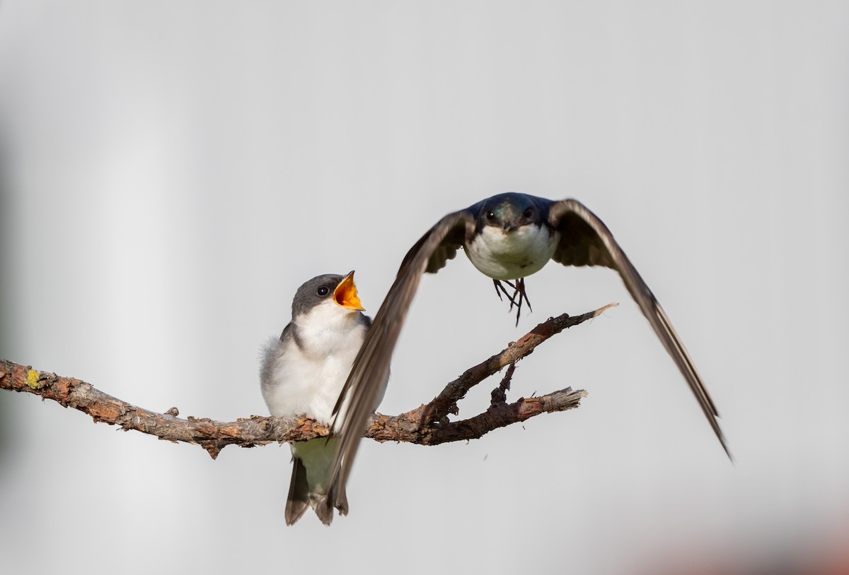 Golondrina Bicolor - ML467701331