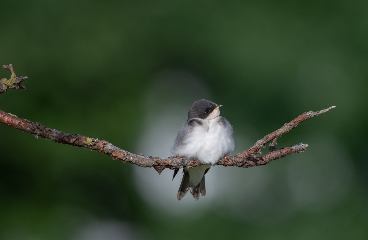 Golondrina Bicolor - ML467701351