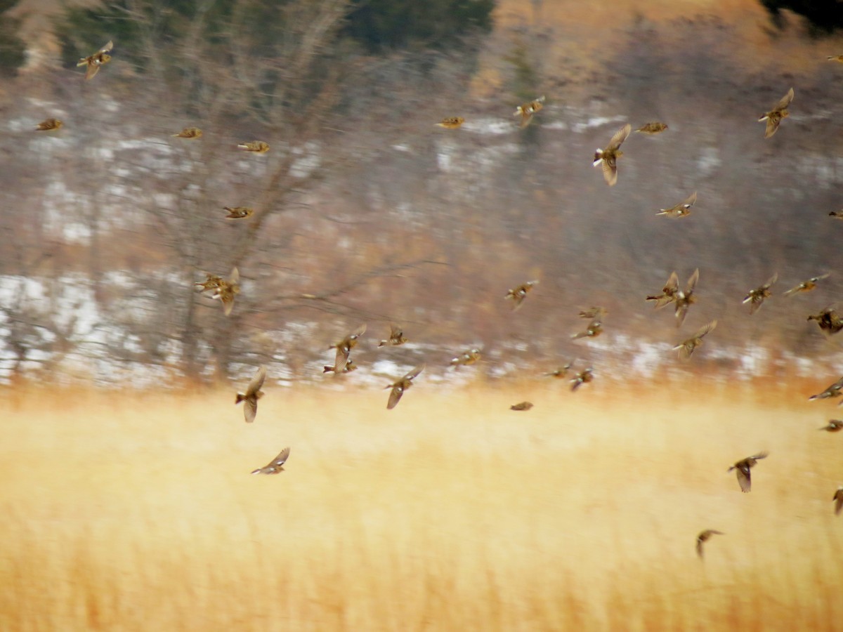 Smith's Longspur - ML46770171