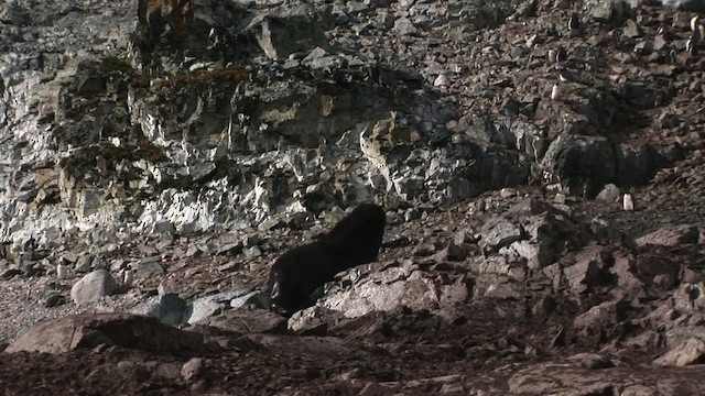 Antarctic Fur Seal - ML467702