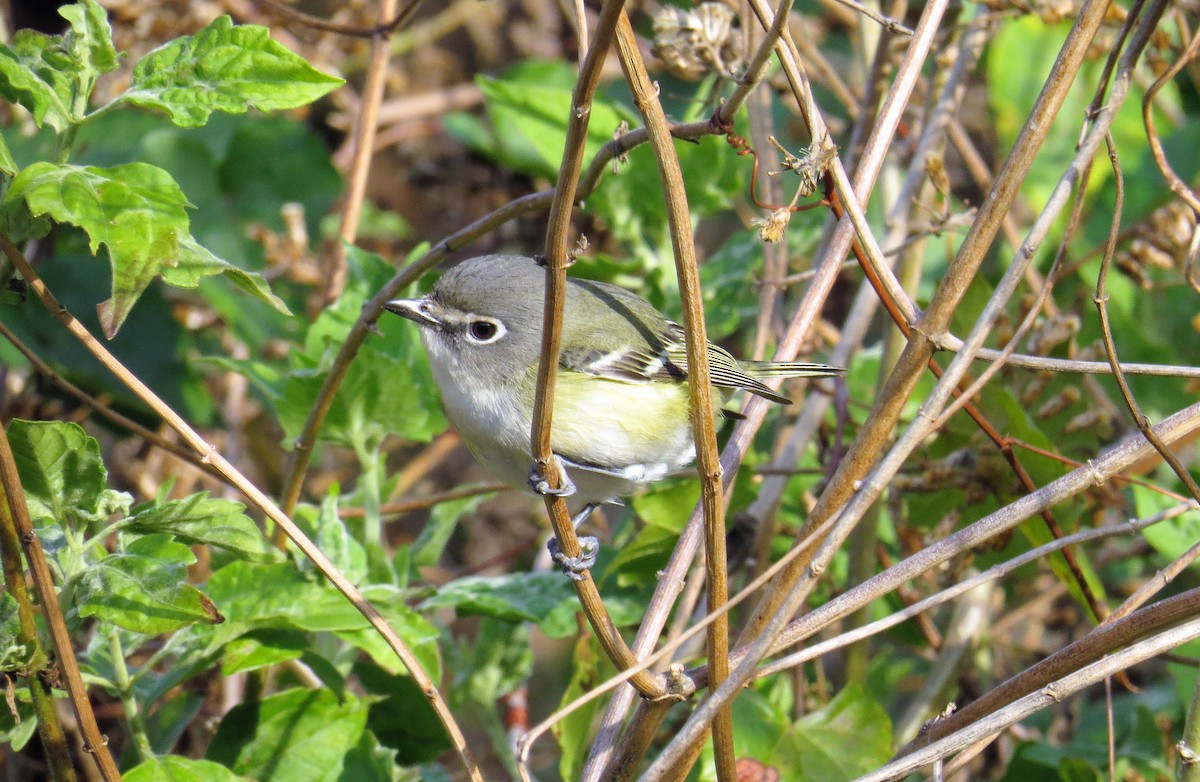 Blue-headed Vireo - ML46770221