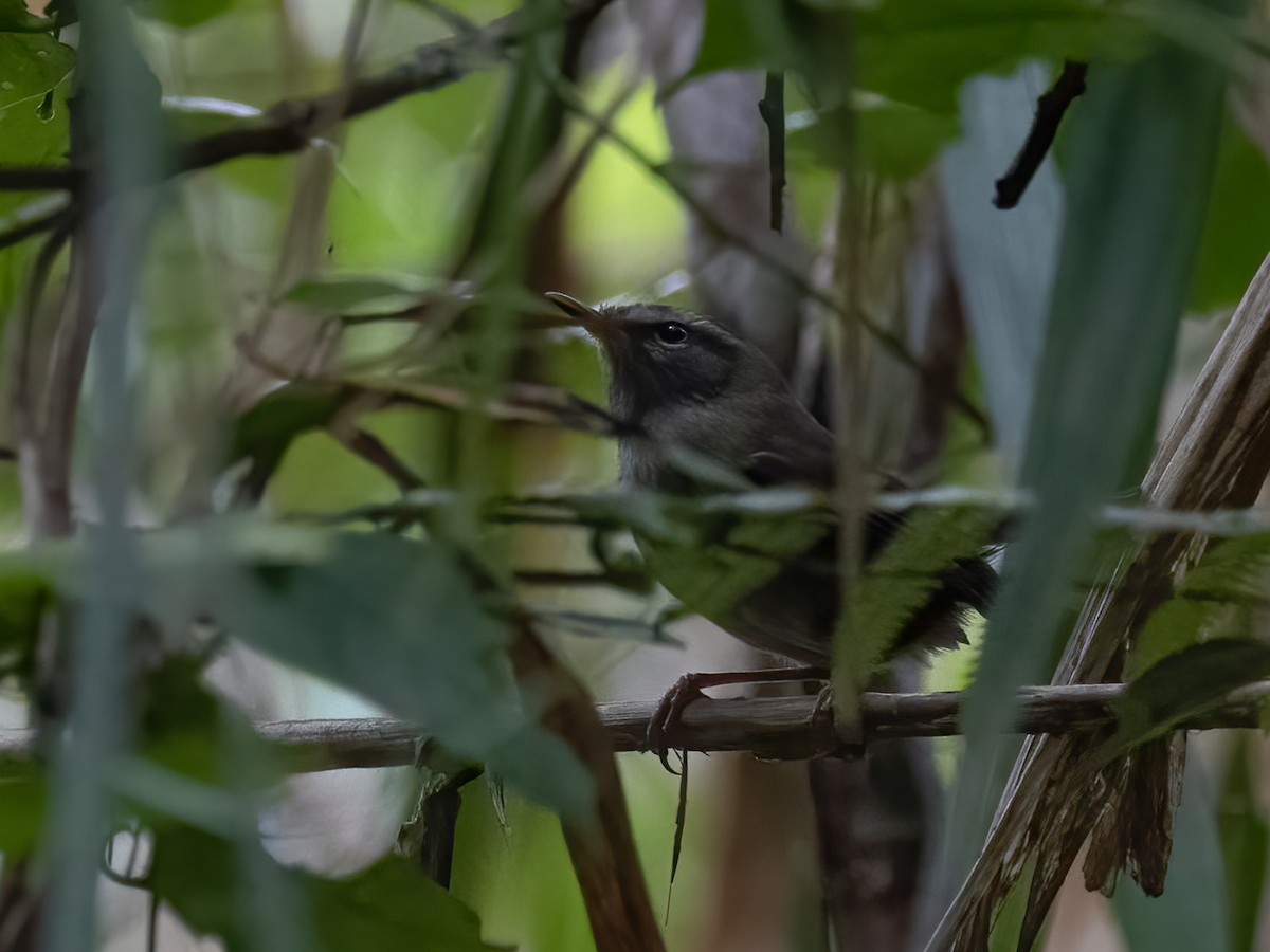 Aberrant Bush Warbler (Sunda) - ML467702461