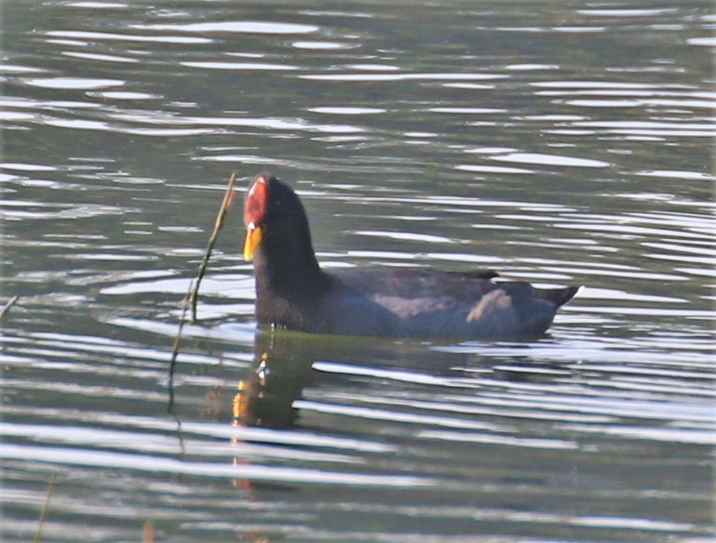 Red-fronted Coot - ML467703891