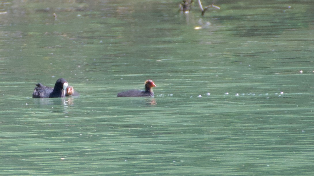 Eurasian Coot - ML467703941