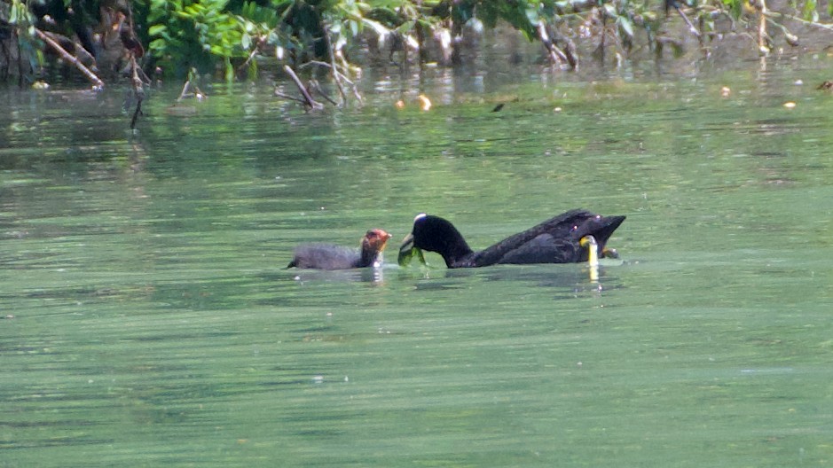 Eurasian Coot - ML467703951