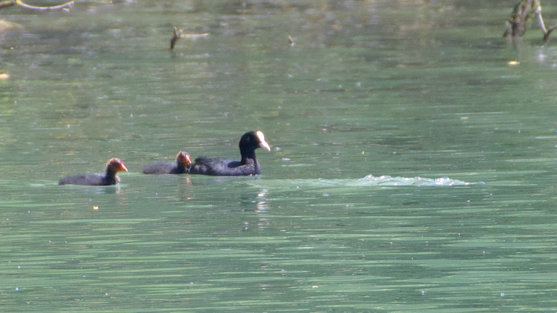 Eurasian Coot - ML467703961
