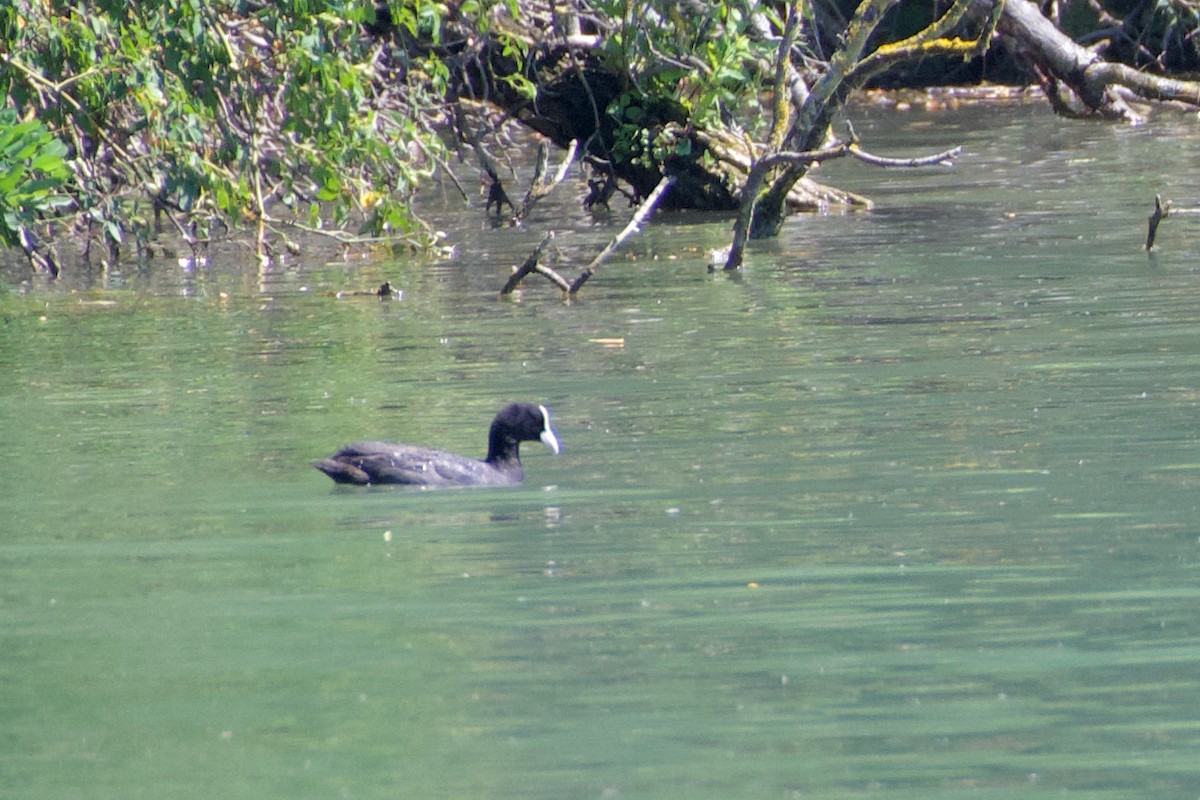 Eurasian Coot - ML467703971