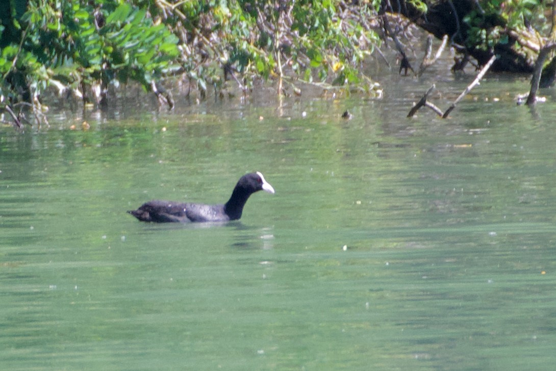 Eurasian Coot - ML467704001