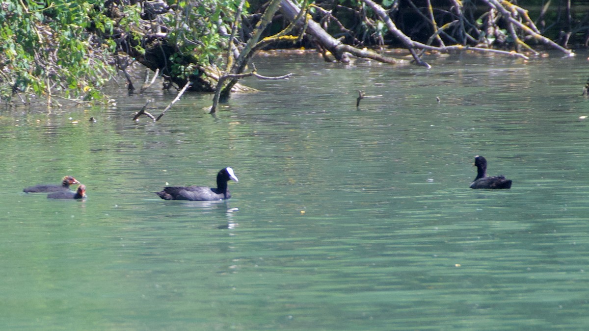 Eurasian Coot - ML467704011