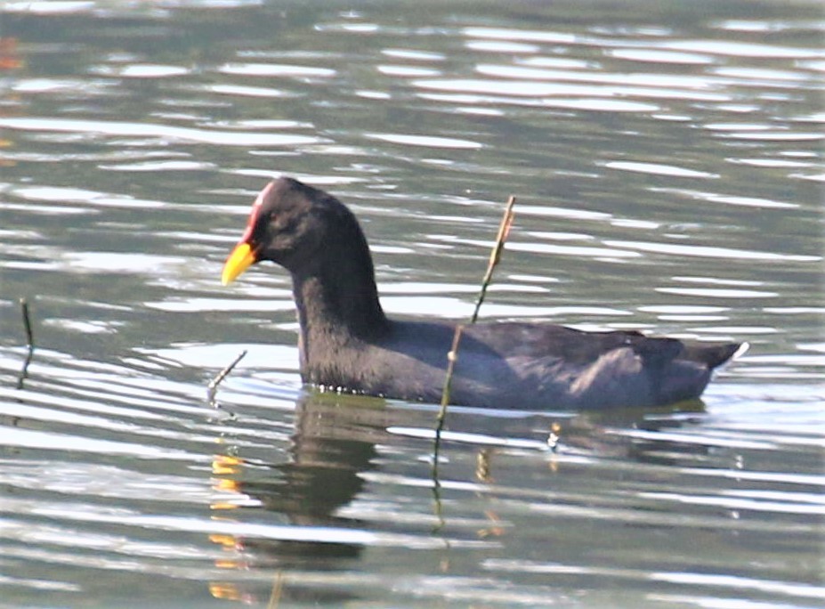 Red-fronted Coot - ML467704421