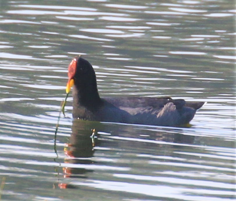Red-fronted Coot - ML467704661