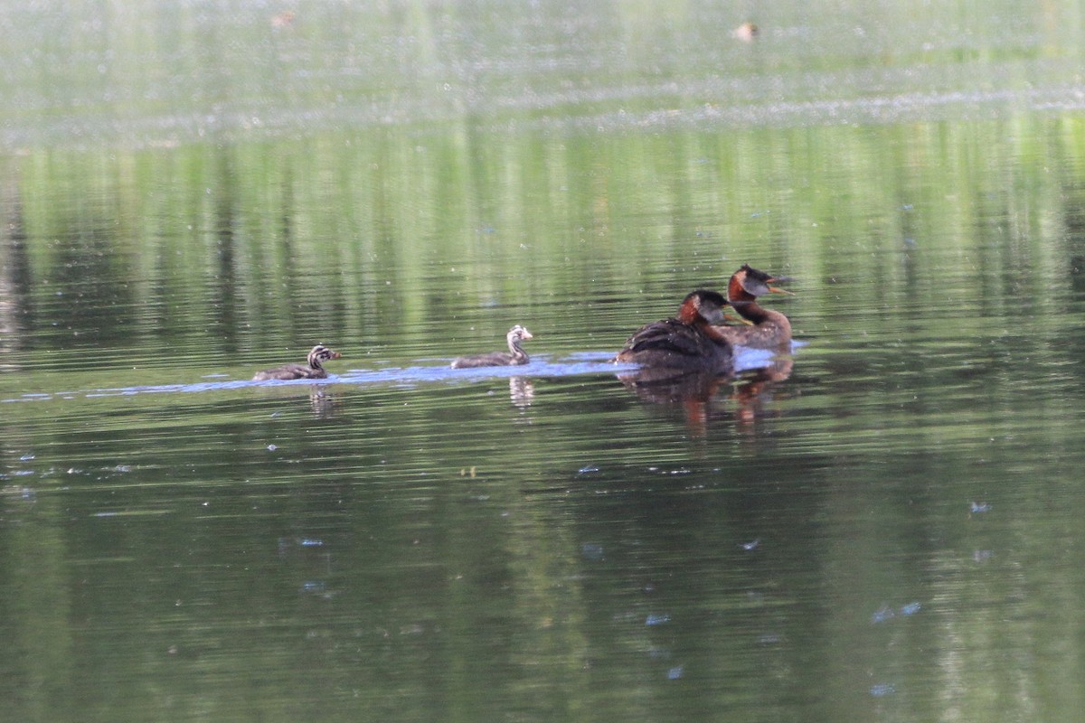 Red-necked Grebe - Don Flack