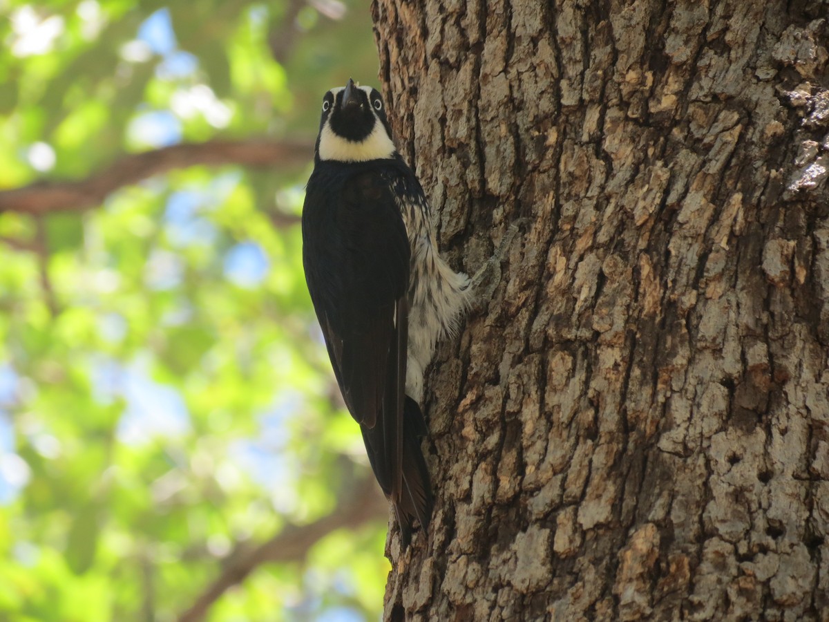 Acorn Woodpecker - Reed W