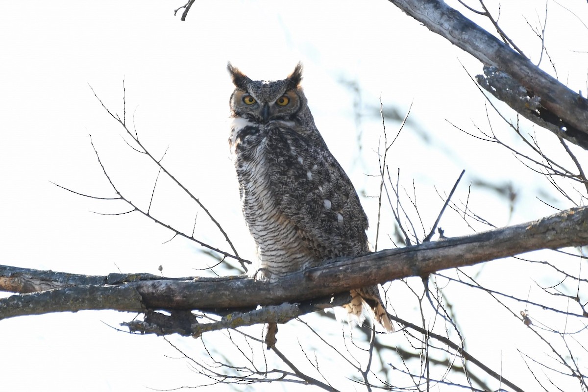 Great Horned Owl - ML46770751